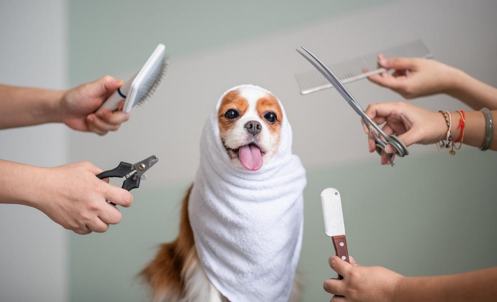 Pet Care and Grooming: What Pet Owners and Industry Professionals Can Expect in 2021