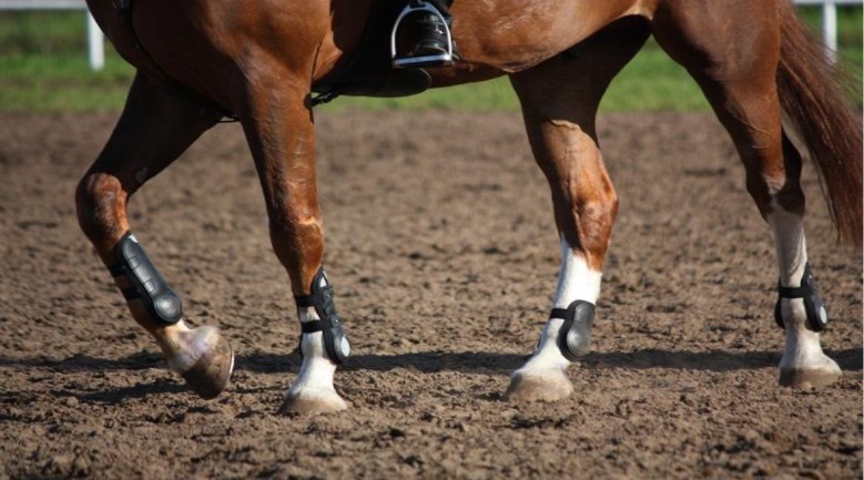 Leg Protection for Performance Horses: A Guide on Leg Wraps and Boots